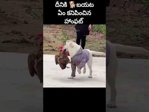 ఏ జంతువైన కట్టేసి ఉంటే🐕దీనికి కాలతది🤣 #shorts #funnydog