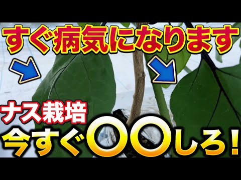 【梅雨前必須作業】ナスが病気になる前に必ずやる作業はこれだ！！！