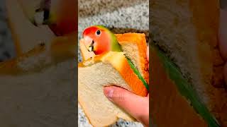 Have you ever tasted such a Yummy Sandwich 😄🥰🦜 #cockatielscraze #birdscharm