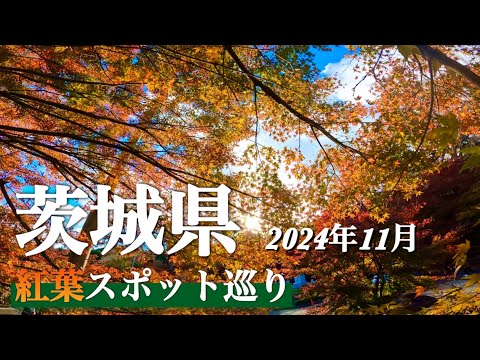 【茨城県 紅葉狩り】　「袋田の滝 」「竜神大吊橋」「花貫渓谷」「永源寺」　北エリア紅葉スポット🍁