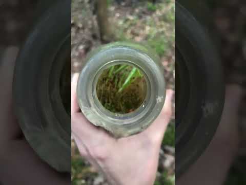 Natural Terrarium Found in 1950s Creamer bottle #naturelovers #terrarium #oldbottles