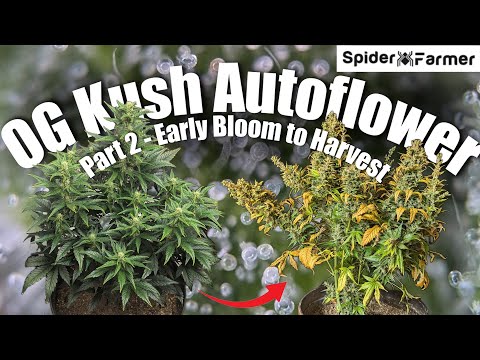 How I Grow E16- Bloom to Harvest - OG Kush Auto Fastbuds - Spiderfarmer SF4000 Kit