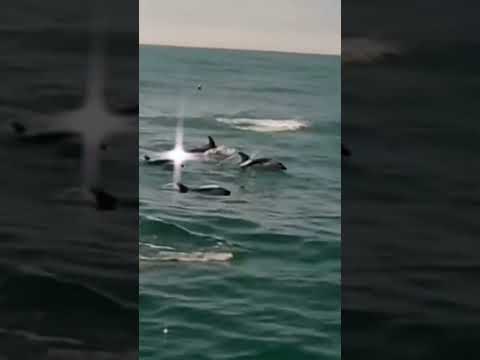 🎶Дельфинотерапия🐬