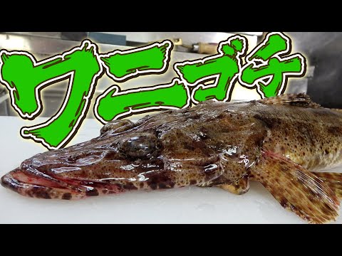 【これは鰐？魚？】30年間食べたかったワニゴチを捌いて食べるよ！