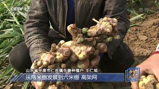 [中国三农报道]山东平度：生姜丰收 “姜”来可望|农业致富经 Agriculture And Farming