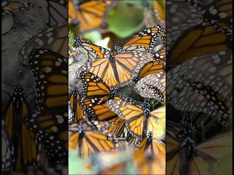 The long journey of the Monarch butterfly #shorts #monarchbutterfly #butterfly