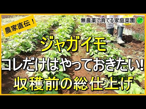 【ジャガイモ栽培】大きくするための重要作業！2回目の追肥・土寄せのコツ【有機農家直伝！無農薬で育てる家庭菜園】　24/5/16