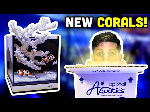 New Nano Tank Corals!