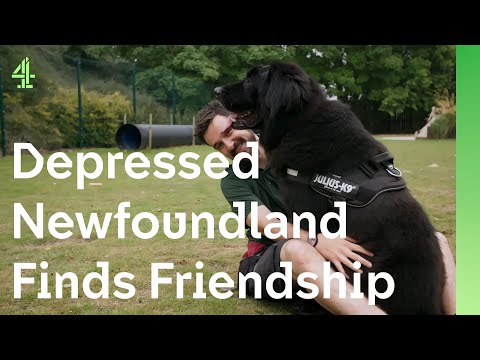 Depressed Newfoundland lifted by boy’s friendship | The Dog House 🐶 | Rocky the Newfoundland