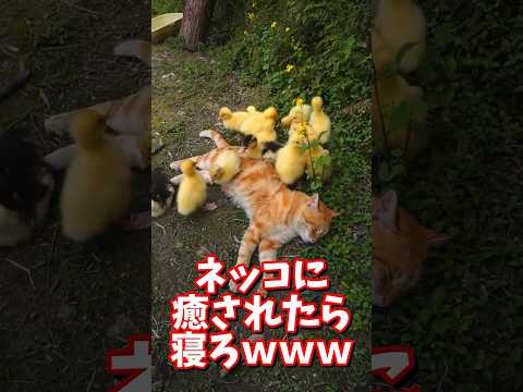 ネッコの動画で癒されたら寝ろｗｗｗ　#2ch #2ch動物スレ #2ch面白いスレ #動物 #犬 #猫 #癒やし