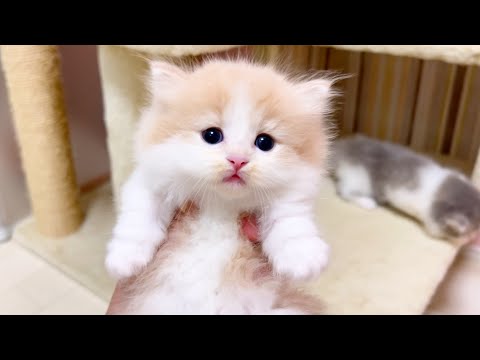 【マンチカンの子猫】子猫界でも女の子の方が度胸がある件 ～猫のいる生活Vol.1016～出産動画 マンチカン短足・ミヌエット・ペルシャ猫専門ブリーダー『ペット蔵人』【子猫の成長記録】