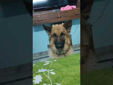 #lucy #trending #viral #germanshepherd #cute #gsdpuppy #gsd #dog #puppy #germany #shorts #short