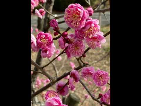 【梅林散歩】ジョウビタキに遭遇 (JAPAN walk) walking among plums