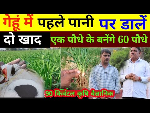 गेहूँ में पहले पानी पर जरुरी खाद और टॉनिक | Gehu me kalle kaise badhaye | Gehu ki kheti |Gehun kheti