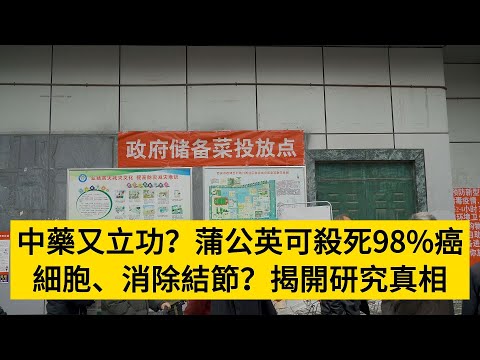 中藥又立功？蒲公英可殺死98%癌細胞、消除結節？揭開研究真相#養老#晚年幸福#中老年心語#情感故事