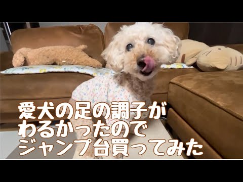 【犬の不調】愛犬の足の調子がわるかったのでジャンプ台かってみた