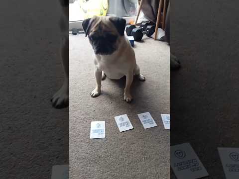 Greedy pug Frank plays kids against maturity #familygames #funwithpets #doglover #subscribe #pug