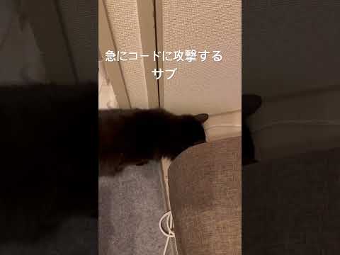 #コードに猫パンチサブ