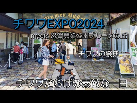 チワワしか入れない「チワワEXPO2024」可愛いチワワ大集合