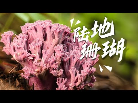 Daily life of Yunnan people: picking coral in the forest to eat-Himalayan cladococcus