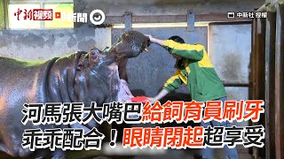 河馬張嘴乖乖給飼育員刷牙　眼睛閉起超享受😌｜中國大陸｜重慶｜動物園