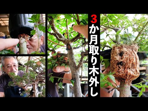 Results of various trees taken (LAYERAGE) 3 months ago. 【Bonsai Q】