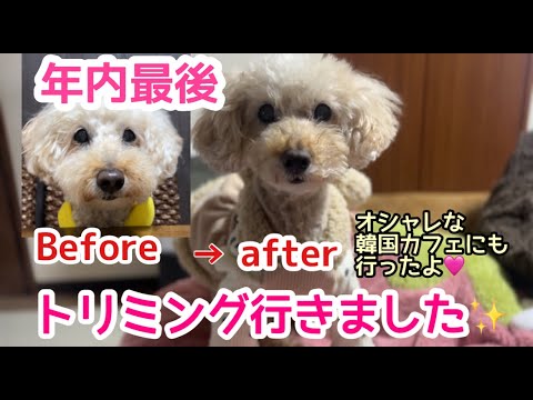 【トリミングへ】年内最後のトリミングと犬同伴OK韓国風カフェへいった