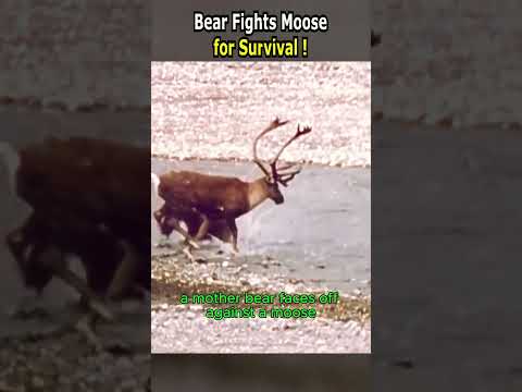 Bear Fights Moose for Survival!