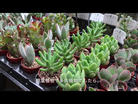 【市民ランサーさん作成】植物と暮らす