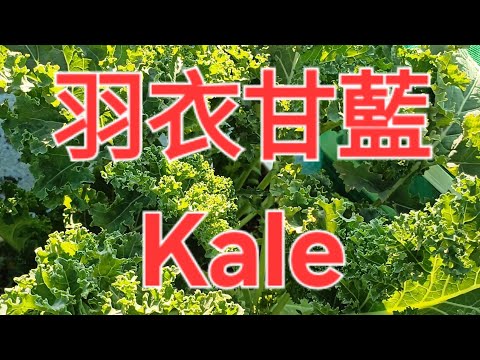 羽衣甘蘭 Kale