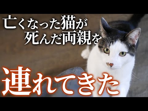 【不思議な話】「お父さん！お母さん！私を置いていかないで！」→それから2年…。「ただいま！」元気な声が聞こえ外を覗いてみると、なんと亡くなったはずの猫のミアが玄関の前に立ち・・・【朗読】