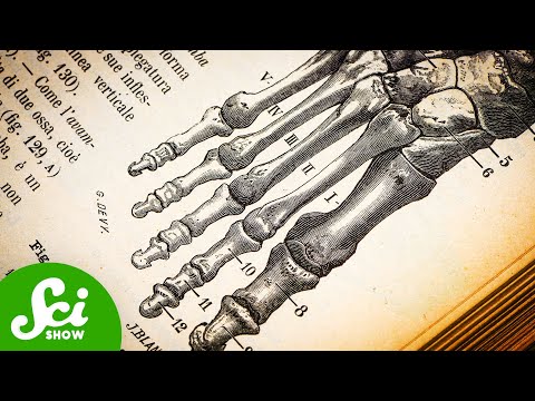 A Quarter Of All Your Bones Are In Your Feet