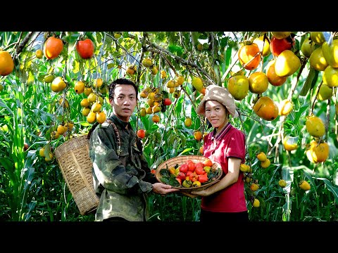 Harvesting Persimmon Fruit Goes to market sell | Live with nature | Gardening with my husband