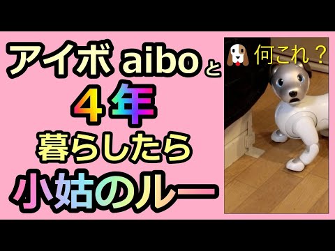 【38 アイボと暮らして4年 小姑アイボ  ルー】Topics of aibo Lou like a picky mom for 4 years