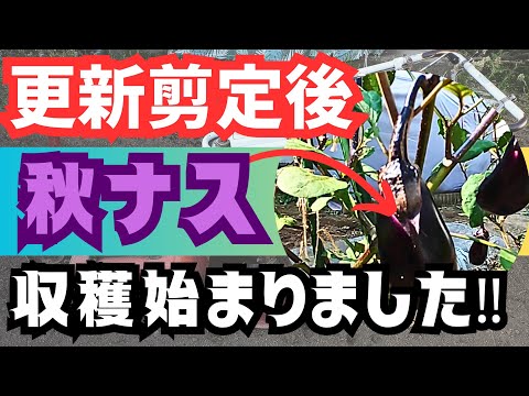 【更新剪定】後、【花の状態】も良好です😁【秋ナス】の収穫始まりました‼️