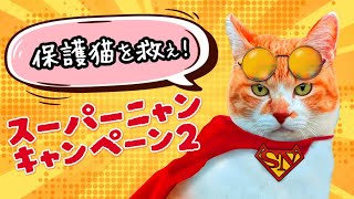 保護猫を救え！コメリ『スーパーニャンキャンペーン２』（チャチャ篇）