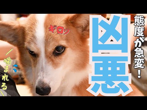 11年一緒に暮らした愛犬のいまだに理解できない行動！！