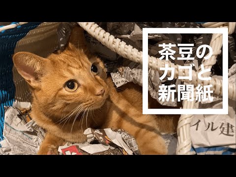 ベットをDIYする猫,猫とカゴと新聞紙,寝床をDIYする猫,猫が寝床を作る動画,新聞紙をビリビリする猫,寝床をDIYする猫,自分で寝床を作って寝る猫,茶トラ男子猫,山中湖村に移住,no84,@bokuchamame