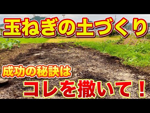 【玉ねぎ栽培】土づくりでコレを撒くだけで大きな玉ねぎができます！