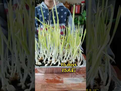 Kid grew garlic leaves to make spring roll dish