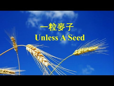 【一粒麦子】小提琴隨想曲 讚美一粒麥子的生命奇跡 商泉管弦樂編曲/小提琴演奏