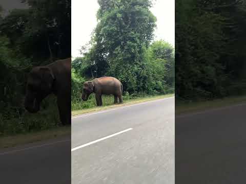 Elephant beauty in Asia #habarana #nature #wildlife #elephant #asia #animals #despacito #foryou