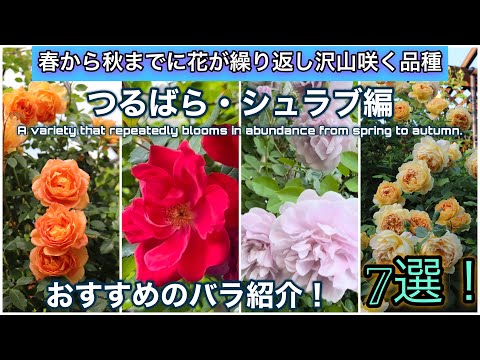 【総数約100株のバラから選ぶ！】春から秋までに花が繰り返し咲く、おすすめ品種を紹介！（つるバラ・シュラブ編7選！）