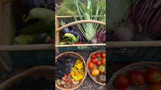 June garden harvest 🧺 #gardening #gardenharvest #growyourownfood #growfood