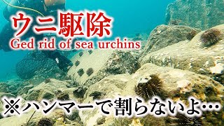 【ウニ駆除２】高級食材エゾバフンウニを駆除？！いま北の海で起きていることとは…？