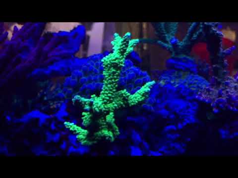 360g Reef Tank Blue LED Video