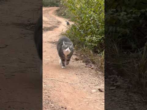 The cat relay race has begun🐈🐈🐈 #cat #meowsome #cute #meowed #pets #meowmoew #cats #kitten