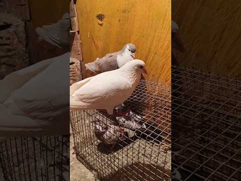 Full White Humar Pigeon In Darbhanga Bihar 🤯 // Sell Fancy Kabootar #shots #pigeon #darbhanga #birds