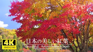 [4K] Soothing background music and beautiful Japanese autumn leaves VOL.2