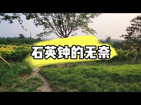 石英钟的无奈